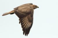 Buteo buteo vulpinus 