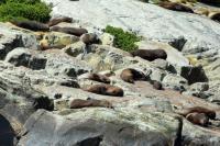 New Zealand sea lion