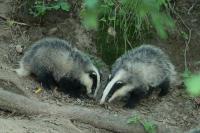 European badger