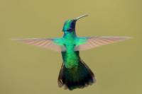 Colibri thalassinus