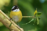 Chlorospingus pileatus