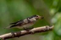 Muscicapa striata