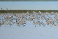 Calidris tenuirostris