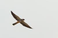 Falco amurensis