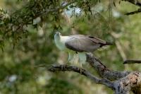 Haliaeetus leucogaster