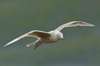 Larus hyperboreus