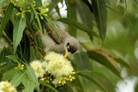 Manorina melanocephala