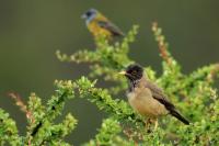 Turdus falcklandii