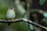 Muscicapa muttui