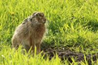 European hare