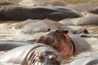 Common hippopotamus