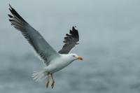 Larus fuscus