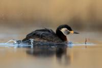 Podiceps grisegena