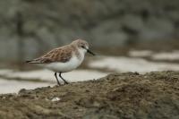 Calidris ruficollis