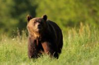 Brown bear