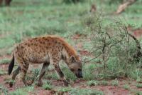 Spotted hyena