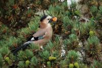 Garrulus glandarius atricapillus