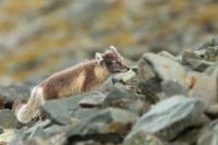 Arctic fox