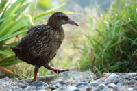 Gallirallus australis