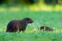 Banded mongoose