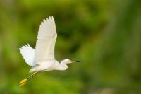 Egretta thula