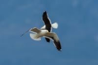 Larus dominicanus