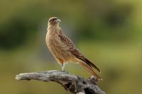 Argentina fauna