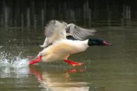 Mergus merganser