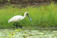 Platalea regia