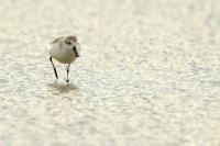 Calidris pygmaea