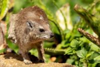 Bush hyrax