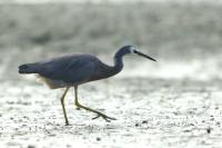 New Zealand -fauna