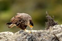 Caracara plancus