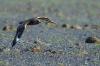 Stercorarius skua