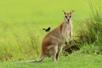 Agile wallaby