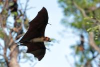 Indian flying fox