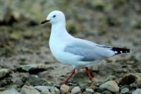 Larus novaehollandie