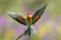 Merops apiaster