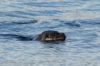 Eurasian otter