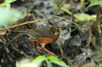 Turdus dissimilis