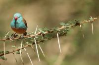 Uraeginthus cyanocephalus