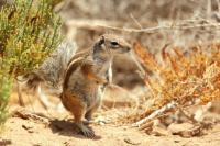 Barbary ground squirrel