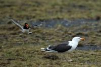 Larus marinus