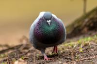 Columba livia domestica