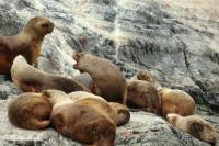 South American sea lion