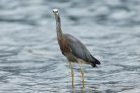 Egretta novaehollandiae