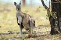 Eastern grey kangaroo