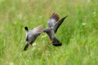 Columba oenas