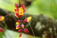 Sri Lanka - Flowers