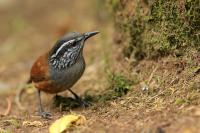 Costa Rica fauna